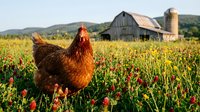 Free-range brown hen grazing in wildflower meadow with rustic barn and silo in background. Rural farm scene perfect for agriculture and sustainable farming concepts.