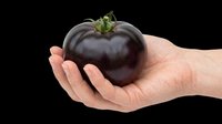 Hand holding a dark purple heirloom tomato, isolated on transparent background. Ready for stickers, print on demand, T-shirt design, clipart, and sublimation use.