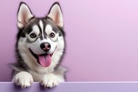 Playful Siberian Husky puppy with bright blue eyes and distinctive facial markings peeks over white surface against purple background, tongue out in happy expression.