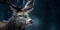 Majestic red deer stag with impressive antlers in snowy winter landscape, wildlife portrait showcasing natural beauty and wilderness atmosphere.