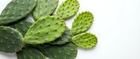 Fresh green prickly pear cactus pads isolated on white background for culinary and health applications.