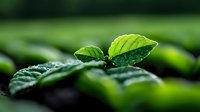 Fresh green tea leaves with water drops in morning light on plantation, selective focus creates dreamy bokeh effect, showing natural organic farming.
