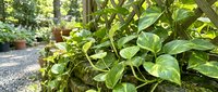 Lush green pothos plants in terracotta pots arranged on garden patio with dappled sunlight filtering through trees creating peaceful outdoor living space.