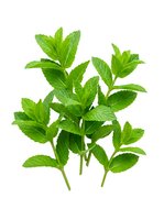 Fresh mint leaves isolated on white background, ready for culinary, beverage, and wellness design projects.