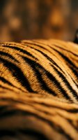 Close-up of tiger fur showing distinctive black stripes on golden-orange coat with shallow depth of field, suitable for wildlife and nature content.