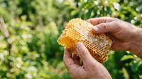 Beekeeper holding honeycomb with raw honey outdoors in apiary garden, showcasing natural beekeeping and organic honey production for agricultural and food industry use.