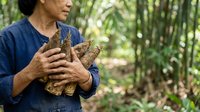 Middle-aged Asian man in blue shirt holding harvested ginger root in forest setting, agricultural produce and organic farming concept for food industry use.