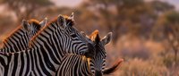 Two zebras standing together in natural savanna habitat with warm golden grassland background, suitable for wildlife, nature, and animal-themed projects.