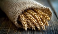 Golden wheat ears bundled in natural burlap sack on rustic wooden surface for harvest season bakery agriculture organic farming grain cereal crop concepts.