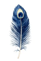 Elegant navy blue peacock feather with gold accents isolated on white background, ready for design projects, invitations, and decorative applications.