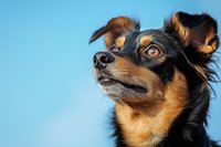Close-up portrait of alert brown and black mixed breed dog with pointed ears against blue sky background, showing attentive expression and distinctive markings.