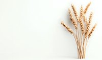 Golden wheat ears bunch on white background, minimalist agricultural composition with copy space for text, natural cereal harvest concept.