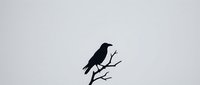 Black crow silhouette perched on bare tree branch against light gray background for minimalist design projects and nature-themed artwork.