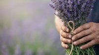 Hands holding fresh lavender bunch in field with blurred purple flowers background, suitable for wellness, aromatherapy, gardening, and natural product marketing.