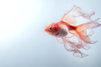 Pink and white fantail goldfish swimming gracefully against light background, flowing fins creating ethereal movement pattern, aquatic life in motion.