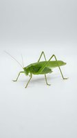 Green grasshopper isolated on white background, side view. Insect macro photography for educational, scientific, and design purposes.