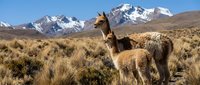 Alpaca family grazing in Andean highlands with snow-capped mountains. Mother and baby llama in natural habitat. Wildlife photography for travel and nature content.
