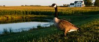 Canadian goose standing on grassy field near water with cornfield in background during golden hour, wildlife in natural habitat.