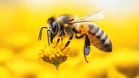Honeybee collecting pollen from bright yellow flower in close-up macro photography, showcasing detailed insect anatomy against blurred natural background.