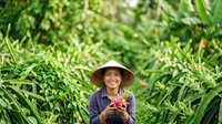 Young girl with Asian ethnicity wearing straw hat and purple shirt holding pink flower in corn field. Agricultural worker, farmer, harvest season concept for farming, agriculture, and nature themes.