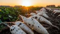 Fresh white radishes harvested from organic farm field at golden sunset, root vegetables lying on soil with green crops in background for healthy eating.