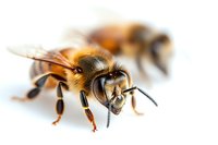 Macro photography of honey bee with detailed view of head, wings and body segments against white background, showing intricate insect anatomy and natural patterns.