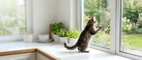 Adorable tabby kitten standing on hind legs looking out bright kitchen window with fresh herbs on wooden countertop creating cozy domestic scene.