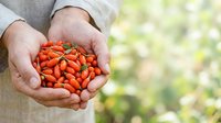 Farmer's hands holding fresh red goji berries outdoors with blurred green garden background, harvest and organic farming concept.