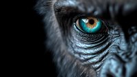 Close up macro shot of wild animal turquoise eye with detailed texture of skin and fur around, dramatic dark background creates mysterious atmosphere.