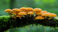 Orange mushrooms growing in cluster on mossy fallen log in forest, glowing caps with water droplets create magical woodland atmosphere. Nature macro photography.