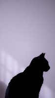 Cat silhouette against soft purple sky background creating peaceful minimalist composition for home decor and wellness design projects.
