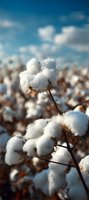 Ripe cotton bolls on plant against blue sky with white clouds, macro close-up view showing natural fiber texture and agricultural crop ready for harvest.