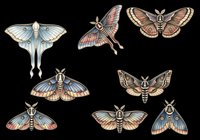Vintage moth and butterfly collection isolated on transparent background, ready for t-shirt design, clipart, stickers, sublimation and print-on-demand projects.