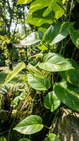 Lush tropical climbing plant with variegated green leaves growing on tree trunk in natural garden setting for botanical and nature photography projects.