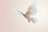 Graceful white dove in flight against soft pink background, wings spread wide, displaying peaceful motion and ethereal quality for spiritual or wedding designs.