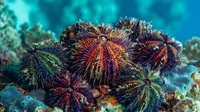 Colorful sea urchins with spiny shells clustered on coral reef in tropical ocean waters. Marine life underwater photography for educational content.