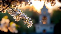 Delicate cherry blossoms branch against blurred church steeple silhouette at sunset, creating atmospheric spring scene with soft bokeh light effects and spiritual ambiance.
