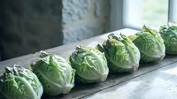 Fresh green cabbage heads arranged in row on rustic wooden surface near window with natural lighting for healthy cooking and nutrition concepts.
