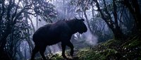 Large brown bear walking through misty forest with moss-covered ground and twisted tree branches creating atmospheric woodland scene for wildlife photography.