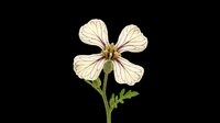 Delicate cream-colored flower with four petals and visible green stem, isolated on transparent background. Ready for t-shirt designs, clipart, stickers, sublimation, and print-on-demand projects.