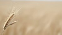 Single wheat ear against soft blurred golden field background with warm natural lighting and shallow depth of field for agricultural concepts.