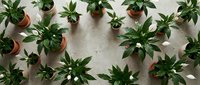 Young green plants in terracotta pots arranged in circular pattern on concrete surface for gardening and home decor projects.