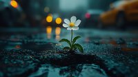 Single white wildflower growing through dark asphalt at night with blurred city lights in background creates powerful metaphor for hope, resilience and perseverance.