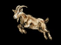 Jumping goat with curved horns isolated on transparent background, ready for t-shirt design, clipart, stickers, print-on-demand products and sublimation projects.