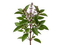 Basil plant with green leaves and purple flowers isolated on white background, suitable for culinary, botanical, and design applications.