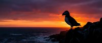 Puffin bird silhouette perched on rocky cliff against dramatic sunset sky over ocean waves creating stunning seascape wildlife photography composition.