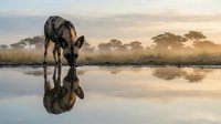 African wild dog drinking at waterhole with perfect reflection during golden hour sunrise in savanna landscape with acacia trees and misty atmosphere.