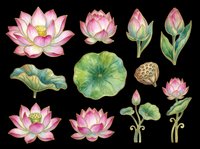 Lotus flowers and lily pads isolated on transparent background. Botanical design elements ready for t-shirts, clipart, stickers, sublimation, print-on-demand products and digital crafts.