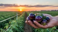 Fresh purple tomatoes in farmer hands at sunset over agricultural field with rows of crops for organic farming and harvest concept.