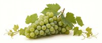 Fresh green grapes cluster with vine leaves isolated on white background for healthy food design and culinary projects.